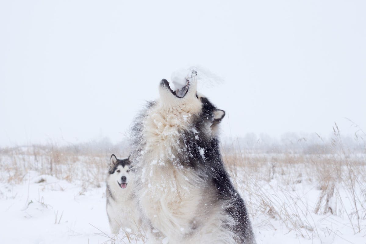 Husky Safaris
