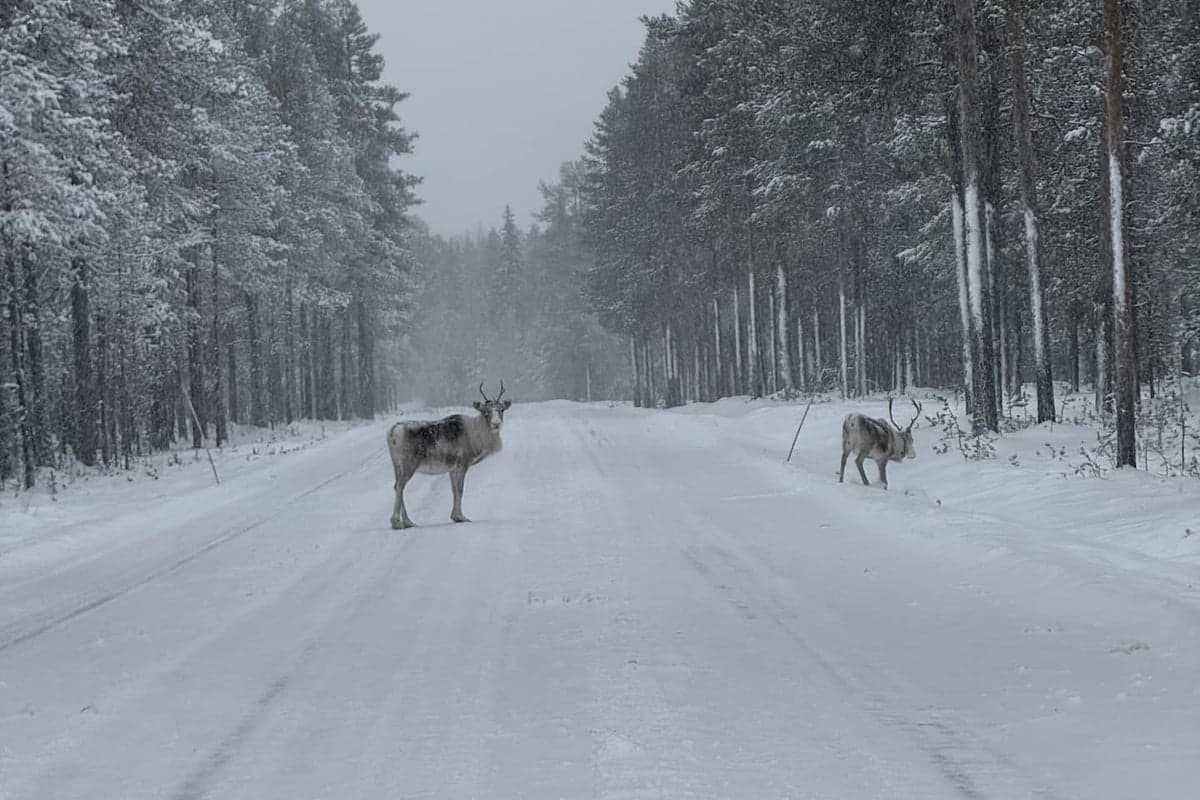 Levikka — Photo 22
